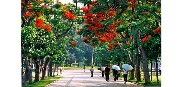 廈門大學(xué) - 最美大學(xué)