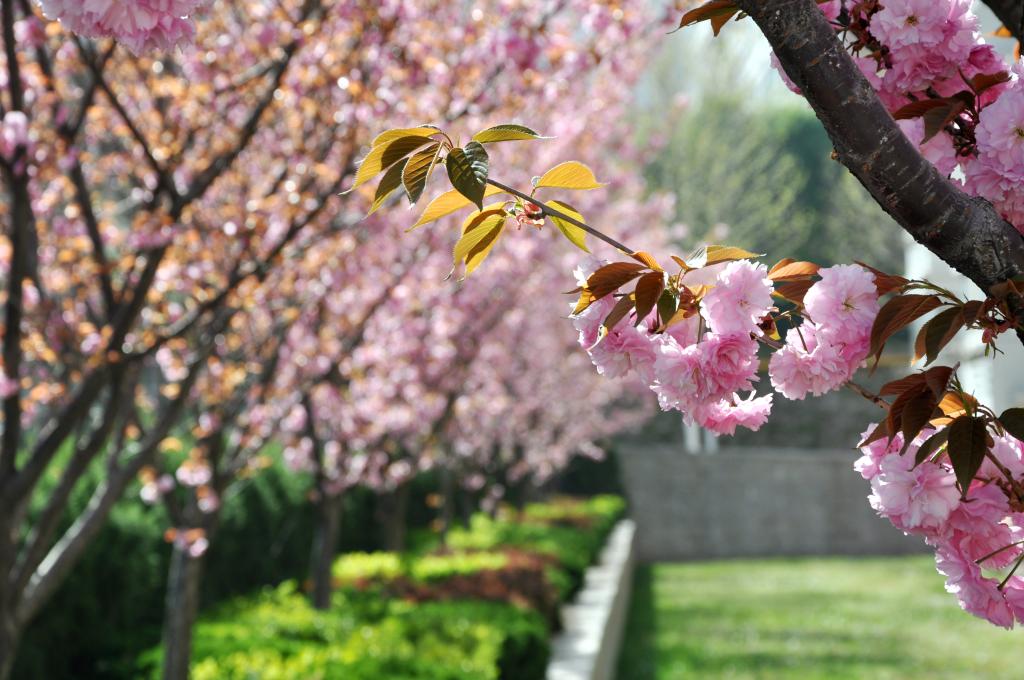 魯東大學(xué)-校園風景