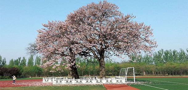 山東女子學院 - 最美大學