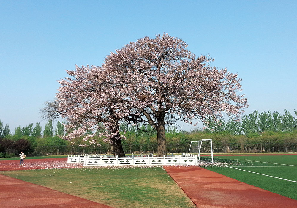 山東女子學院 早安青春