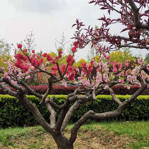 最美大學(xué)