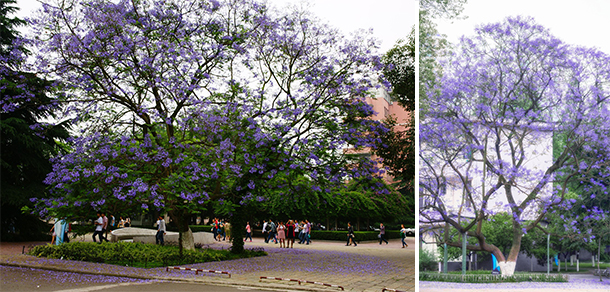 川北醫(yī)學院 - 最美大學